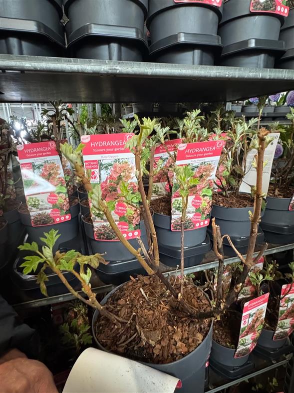 Hydrangea ‘Ruby Slippers’