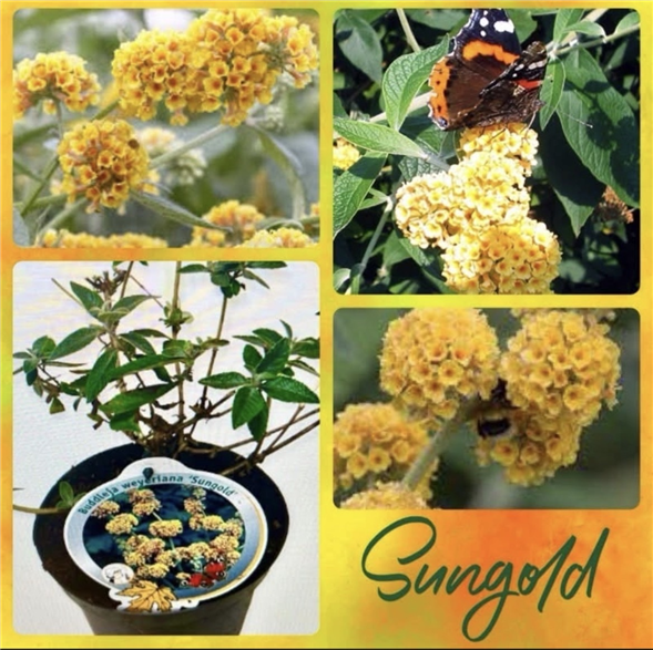 Sommerfuglebuske Sungold 🌞