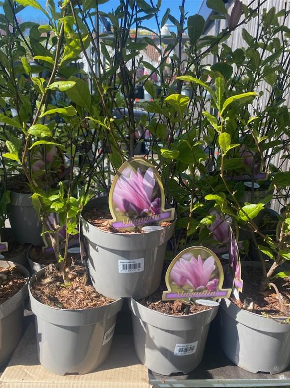 Magnolia ‘Henry Kern’ 🌸