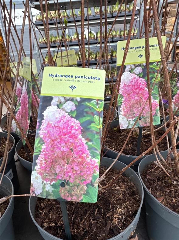 SMUK HYDRANGEA PANICULATA SUNDAE FRAISE🌸