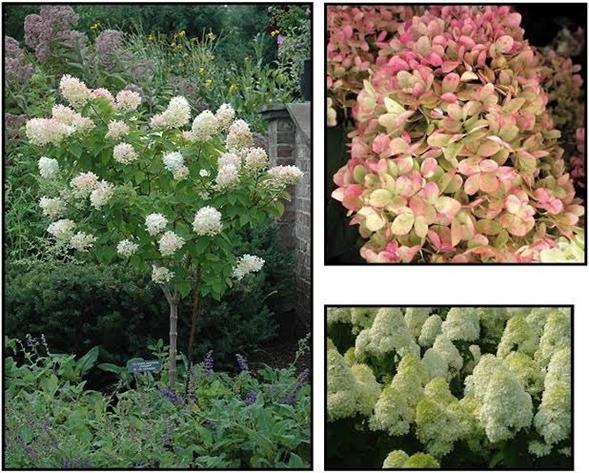 Limelight hortensia🌺