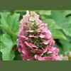 Hydrangea ‘Ruby Slippers’