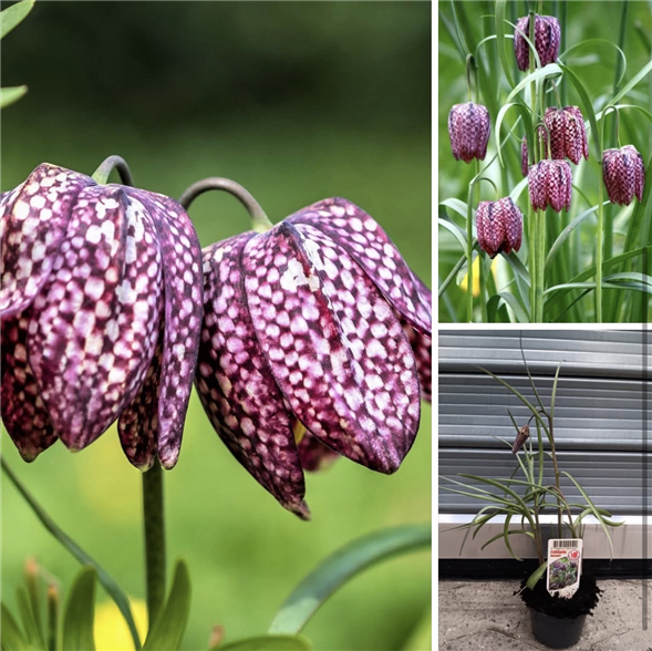 🟣Fritillaria vibeæg