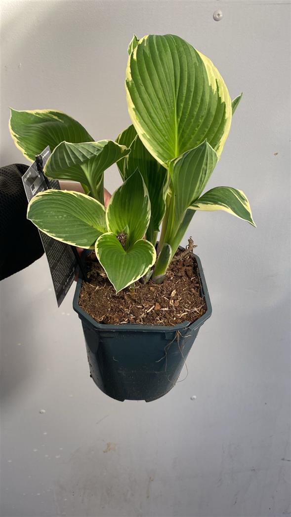 Hosta 'Patriot' 🔥🌿