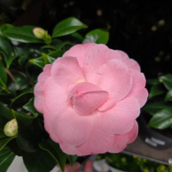 CAMELIA BUSK 🌿🌸