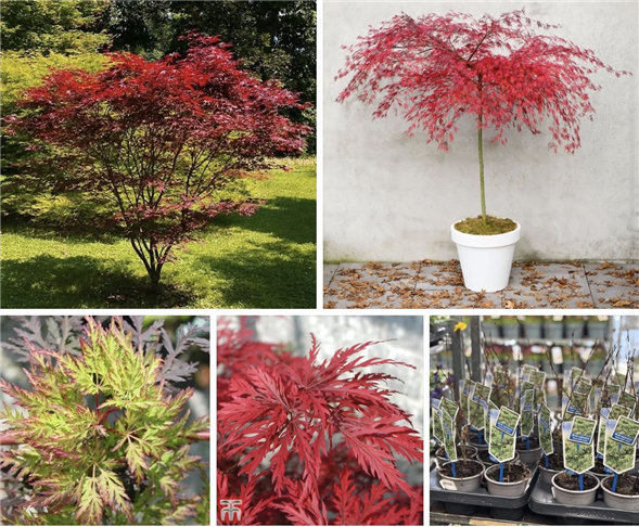 ACER EMERALD LACE 🍁