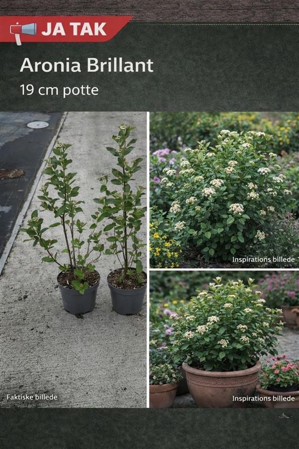 Aronia plante