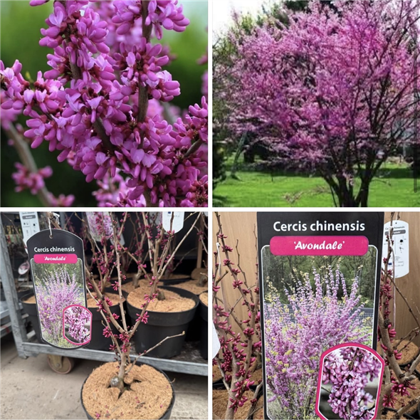 Cercis chinensis ‘Avondale’ – det kinesiske judastræ
