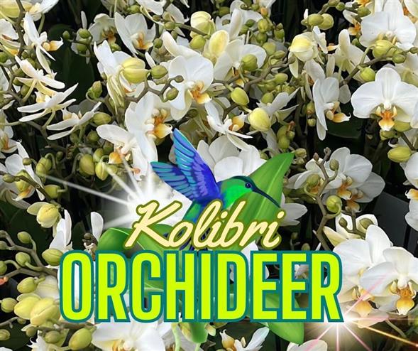 Orchideer