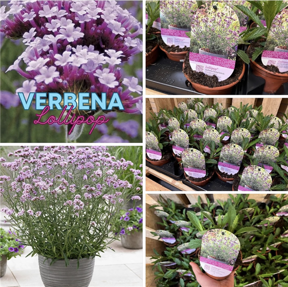 Verbena lollipop 🤩