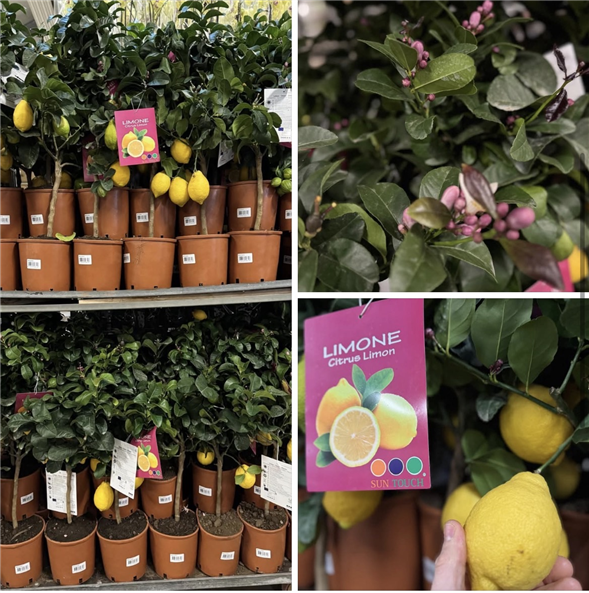 Citron træ 🍋