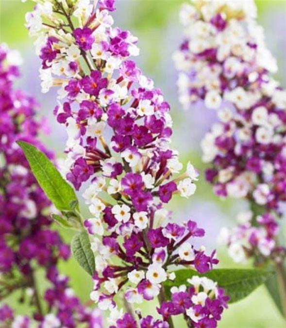 SOMMERFUGLEBUSKE🦋🦋