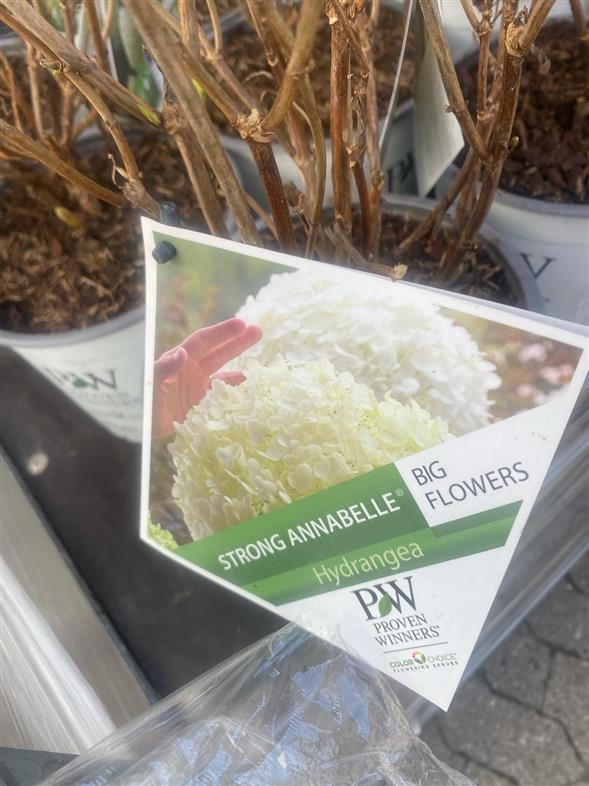 Hortensia ‘Annabelle’ Strong🌸