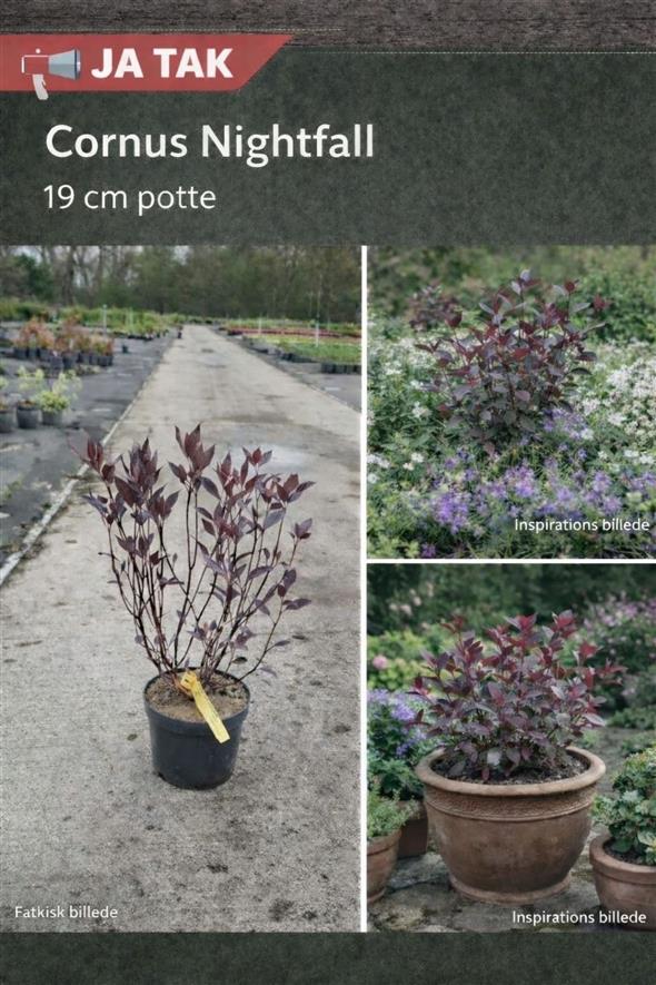 Cornus nightfall