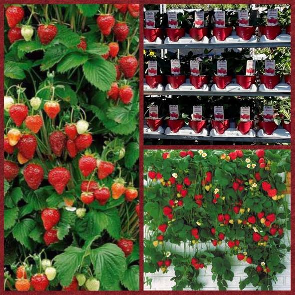 Mount Everest  jordbærplante i 12 cm potte