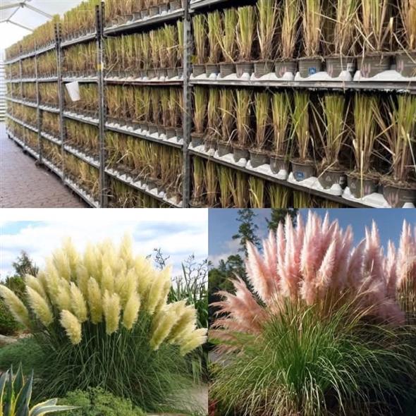 ROSA OG HVID PAMPAS GRÆS🤍💗