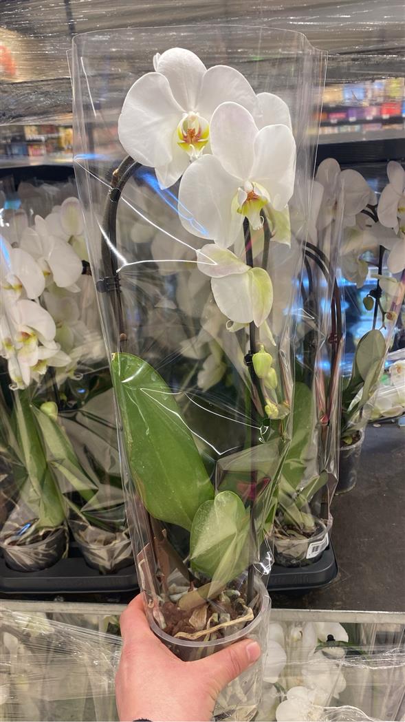 Orkide med bøjle 🌺